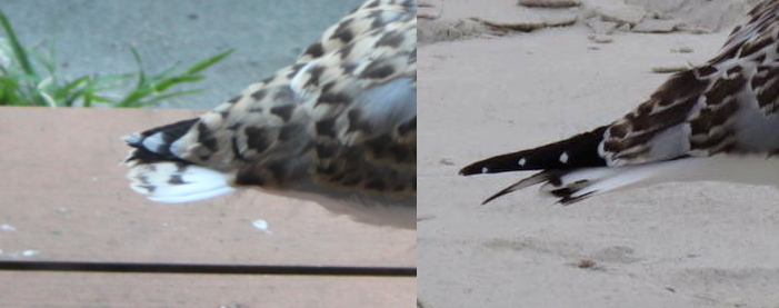 Juvenile Silver Gull tail comparisons