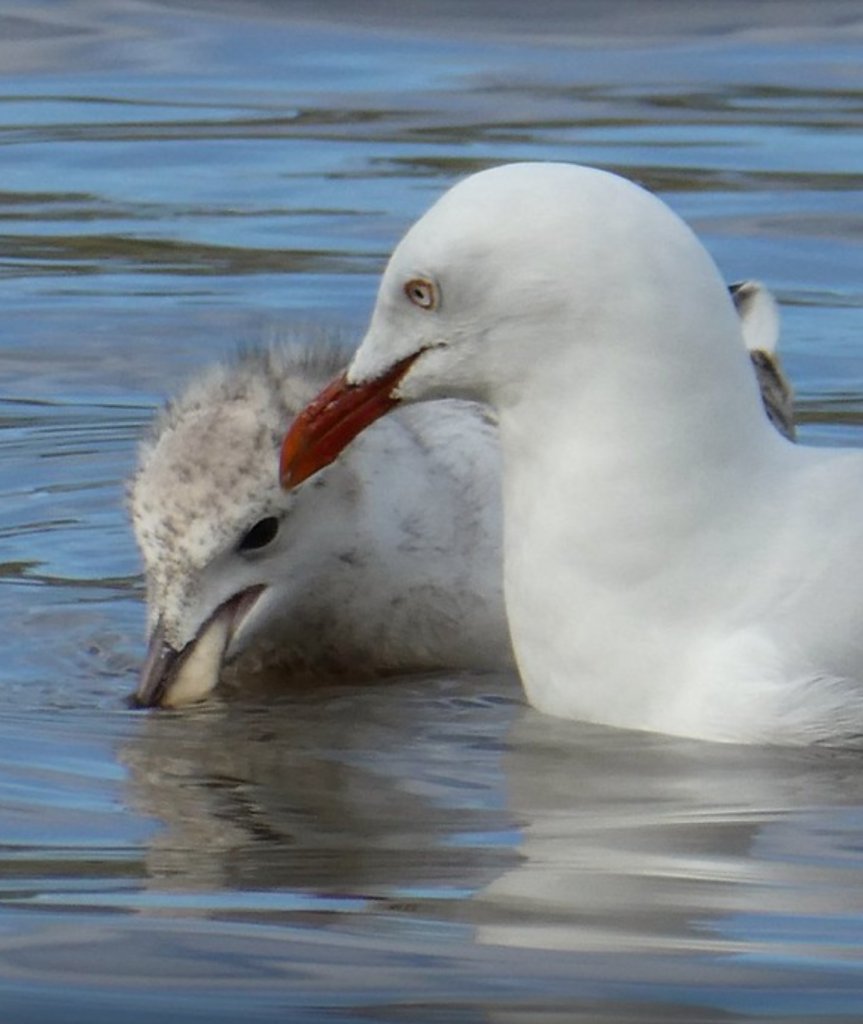 Juvenile Silver Gull with adult Banyule Swamp VIC Julie McLennan