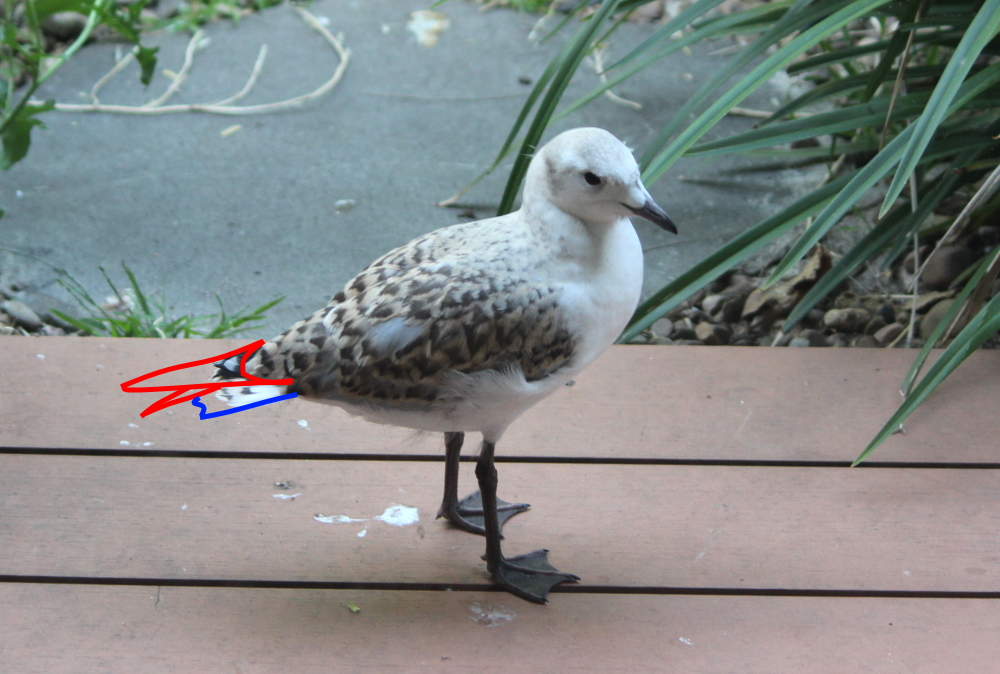 Janine's juvenile Silver Gull, with primaries of Jannette's bird overlaid (red) and tail (blue)