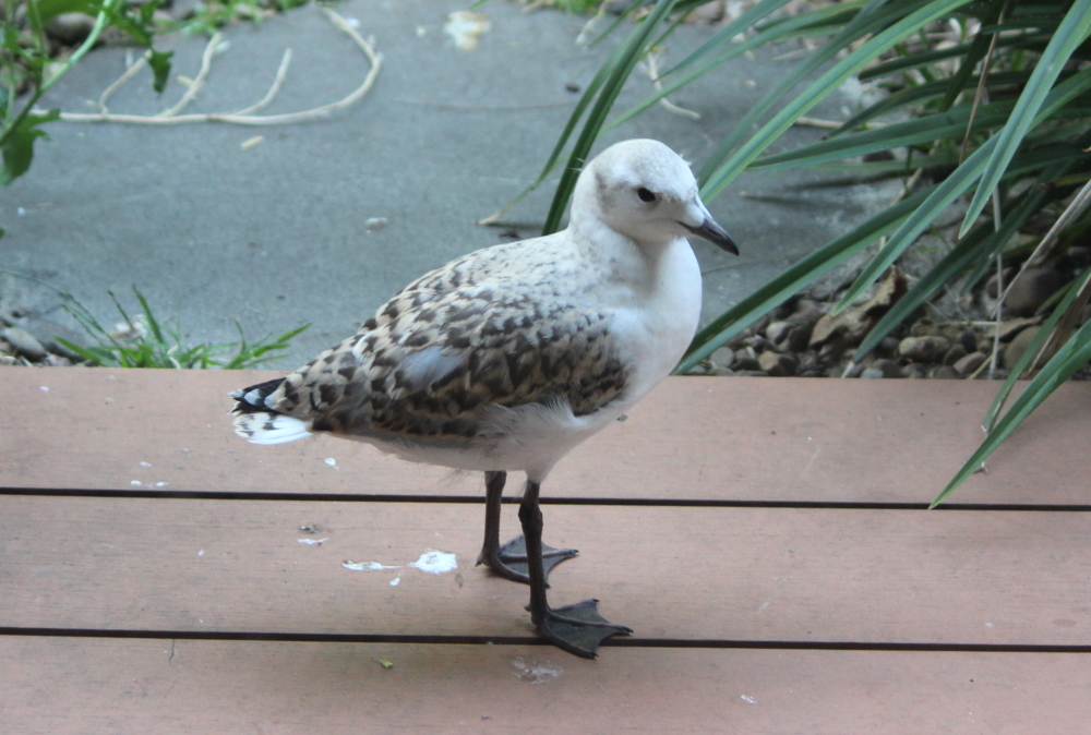 Silver Gull juvenile Port Melbourne