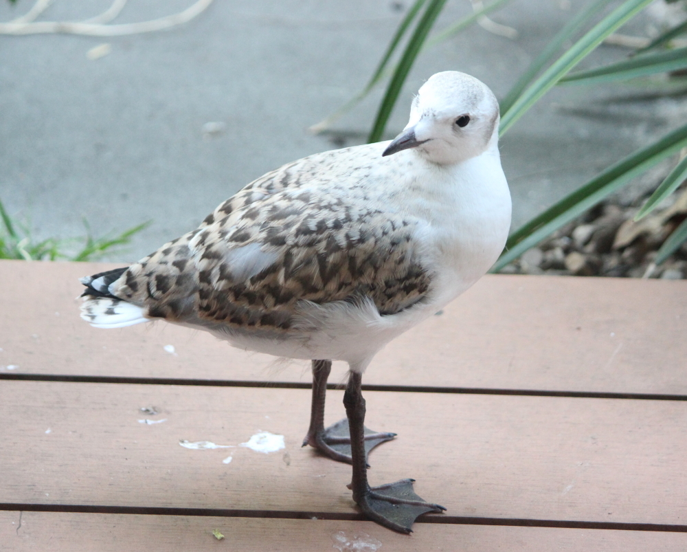 Juvenile Silver Gull, VIC by Janine Duffy