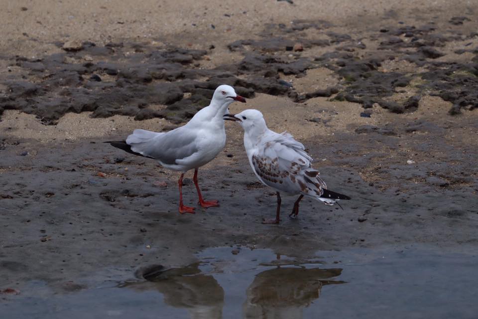 Juvenile Silver Gull with adult Cairns, QLD May 2018 Jannette Manins