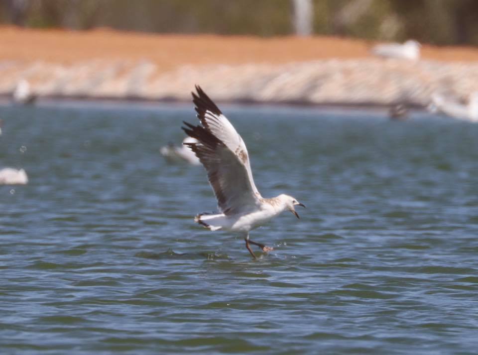 Juvenile Silver Gull flying Carnarvon, WA Jannette Manins
