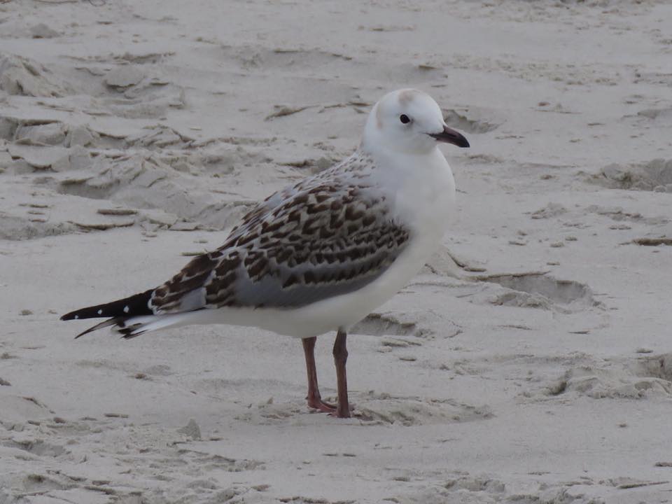 Juvenile Silver Gull, by Jannette Manins