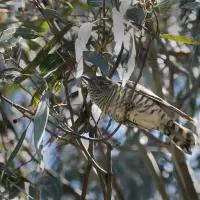 Shining Bronze-Cuckoo Identification Challenge